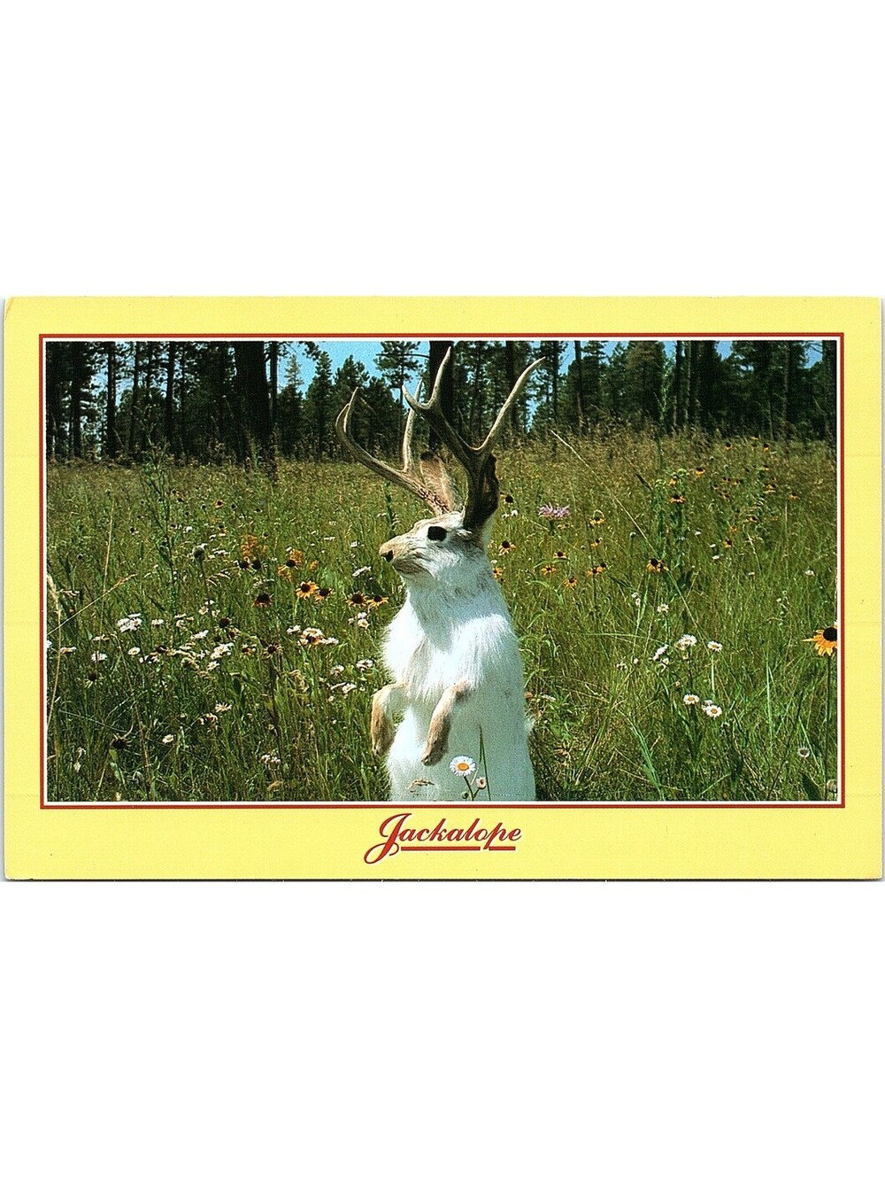 Vintage Postcard Jackalope Legendary Animal Rapid City South Dakota